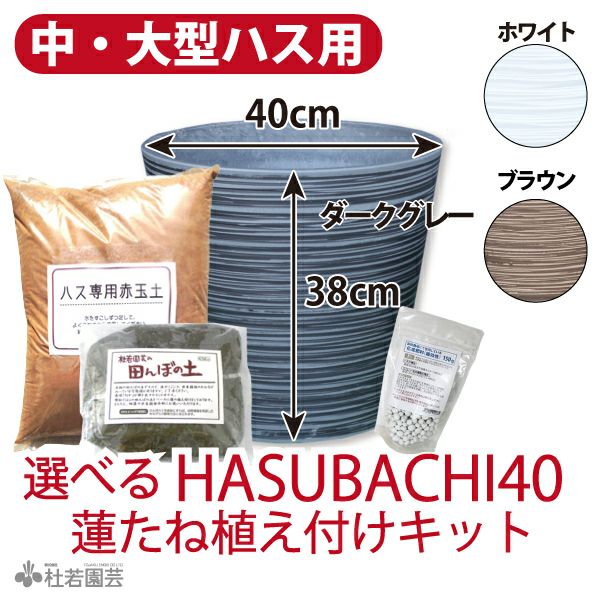 食用レンコン 誠蓮の栽培 | 杜若園芸WEBショップ｜水草の生産販売