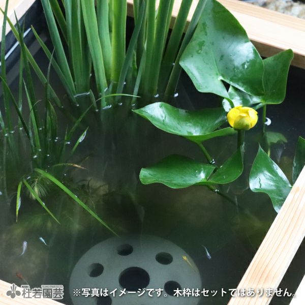 初めてのビオトープセット | 杜若園芸WEBショップ｜水草の生産販売