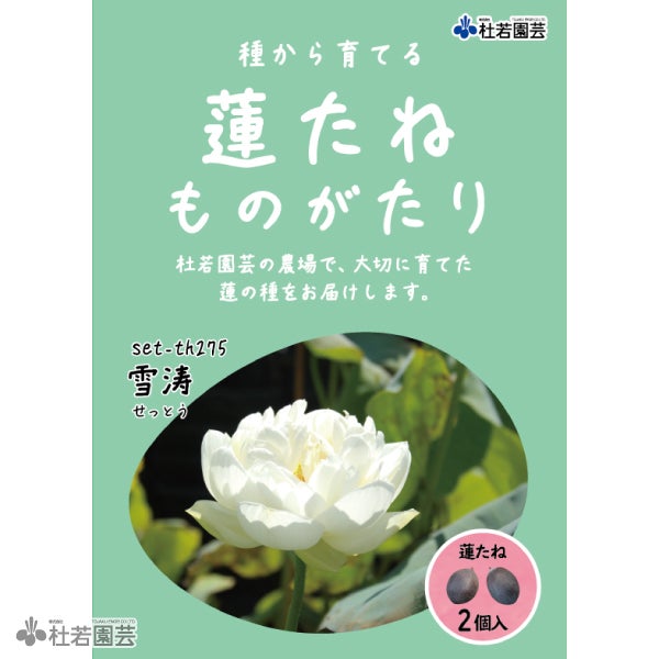 5袋までメール便対応】蓮たねものがたり-金輪蓮（きんりんれん）【大型