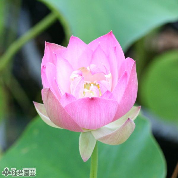 飛天（ひてん）