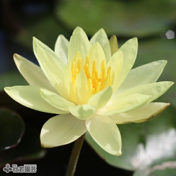 スイレン】 ゲリー(温帯睡蓮) 19cmカゴ | 杜若園芸WEBショップ｜水草の