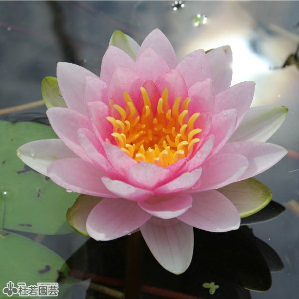 スイレン】 ホーランディア(温帯睡蓮) 19cmカゴ | 杜若園芸WEBショップ