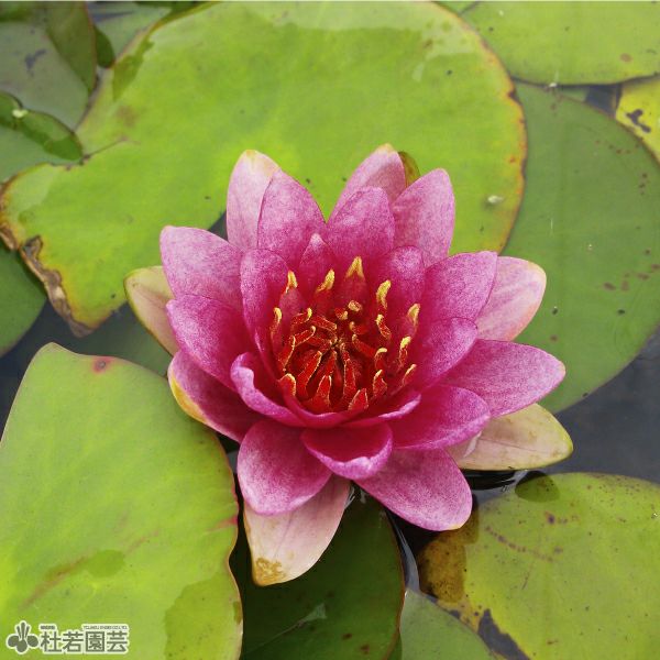 スイレン】 スプランディア(温帯睡蓮・赤色)【中型種】 19cmカゴ