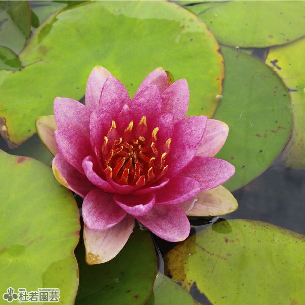 【Kazuのメダカ睡蓮ビオトープ】ラズベリー　小苗1株 耐寒性睡蓮 スイレン　36