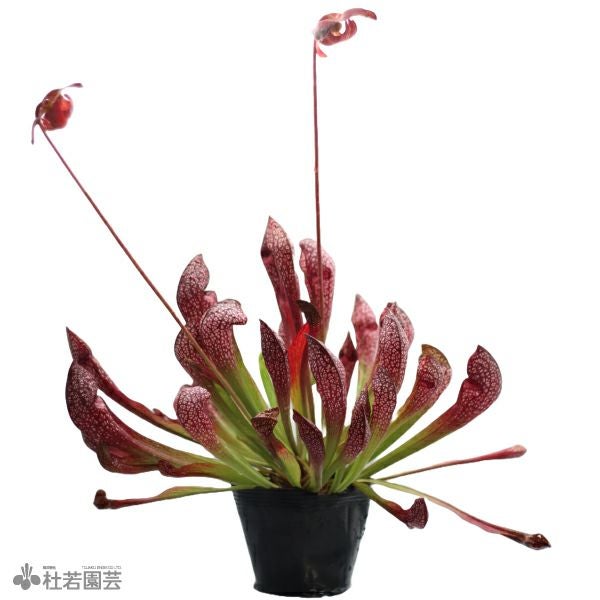 水生植物】サラセニア スカーレットベル12cmポット【食虫植物】 | 杜若