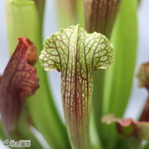 水生植物】サラセニア スカーレットベル12cmポット【食虫植物】 | 杜若