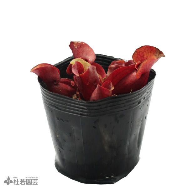 水生植物】サラセニア シルビア 12cmポット【食虫植物】 | 杜若園芸WEB