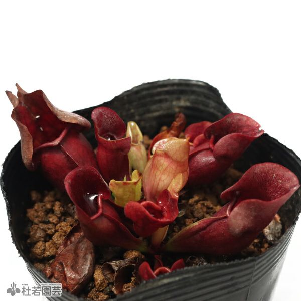 水生植物】サラセニア プルプレア ベノーサ レッド 12cmポット【食虫