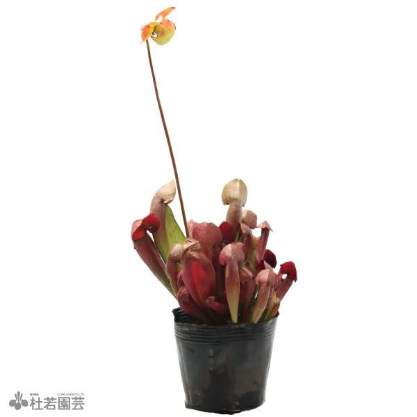水生植物】サラセニア ファンファミー 12cmポット【食虫植物】 | 杜若