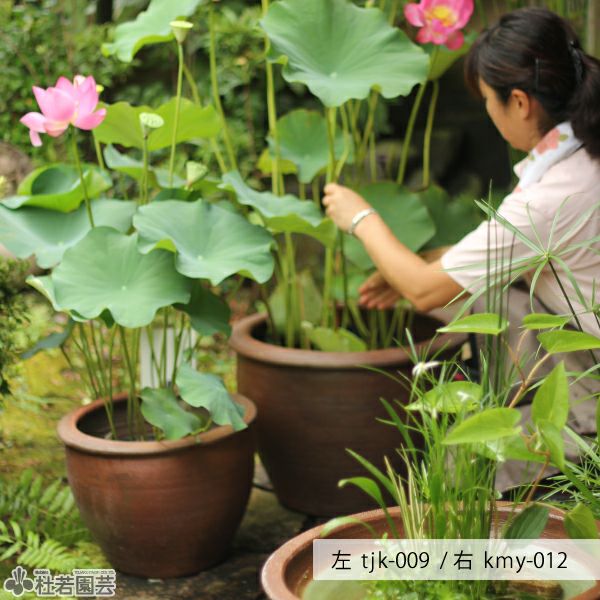 中国清時代　釣窯大鉢　木箱付　口径約24㎝　東Y8-0311☆2Fトヒトヒ アンティーク火鉢の手あぶり火鉢スタートセット（タイプ：TH-32） 未