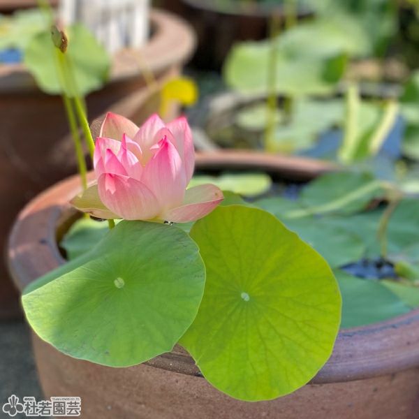 使いやすい！お手軽陶器鉢（大） | 杜若園芸WEBショップ｜水草の生産