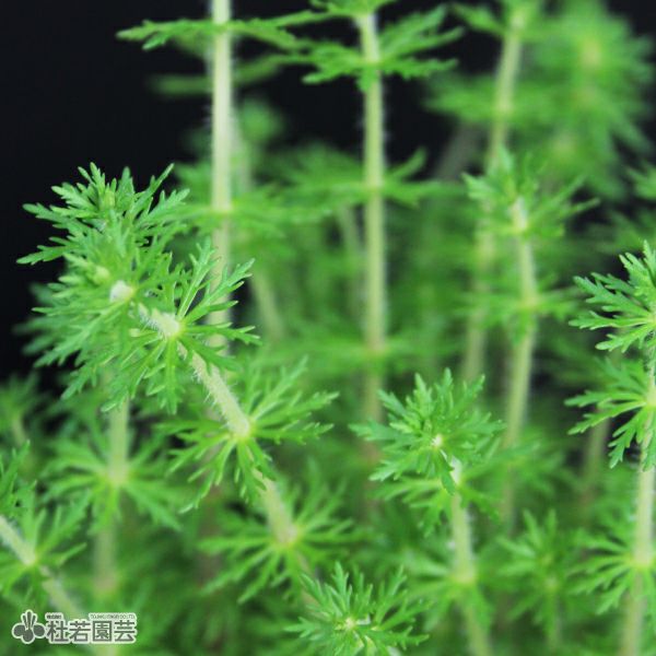 水生植物】 マツモ | 杜若園芸WEBショップ｜水草の生産販売【通販