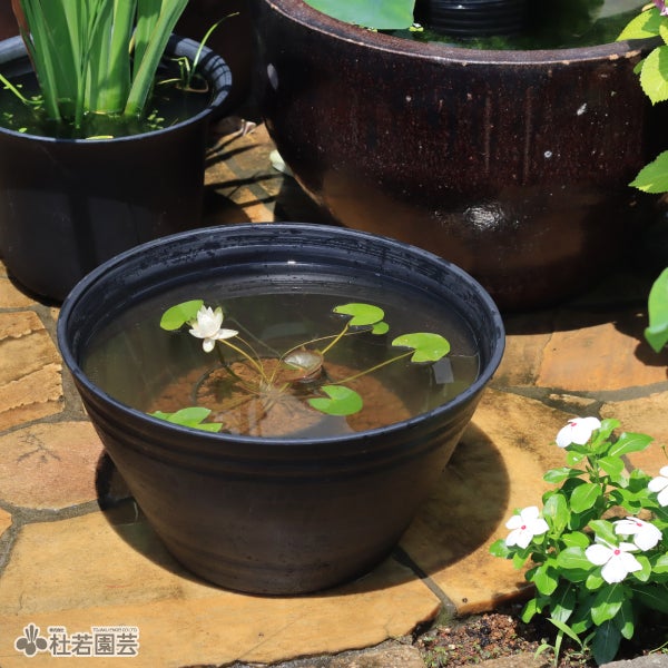 メダカ付き！ヒメスイレンセットB | 杜若園芸WEBショップ｜水草の生産