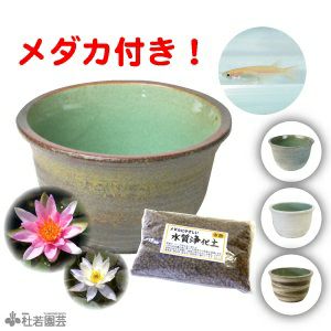 天目釉縁花弁鉢 (未使用 新品同様) 天目釉縁花弁鉢 (未使用 新品同様) 2026年最新】Yahoo!オークション