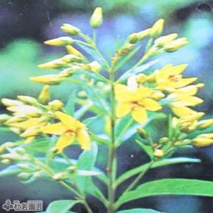 タマトア 4枚 水生植物】 クサレダマ | 杜若園芸WEBショップ｜水草の生産販売【通販