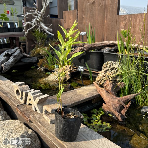 タマトア 4枚 水生植物】 クサレダマ | 杜若園芸WEBショップ｜水草の生産販売【通販