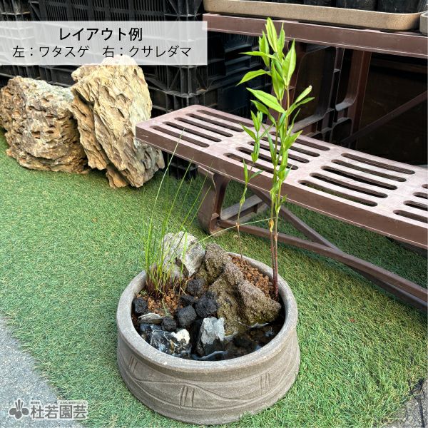 タマトア 4枚 水生植物】 クサレダマ | 杜若園芸WEBショップ｜水草の生産販売【通販