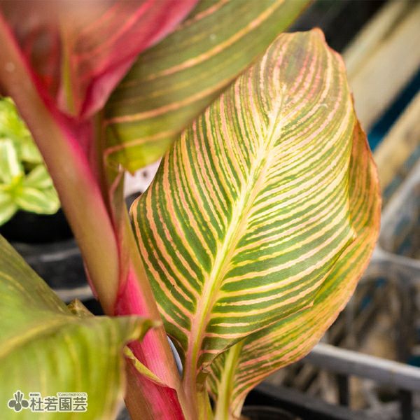 水生植物】 カンナ グラウカ 12cmP | 杜若園芸WEBショップ｜水草の生産