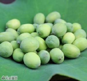 とれたて・新物】 生の蓮の実 皮付（100g）【蓮食・ハスの実・はすの実