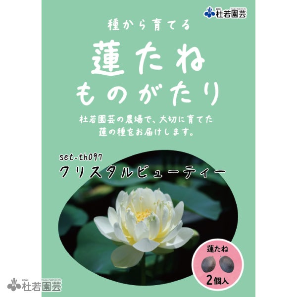 蓮（ハス）の種子の通販（販売） | 杜若園芸WEBショップ｜水草の生産