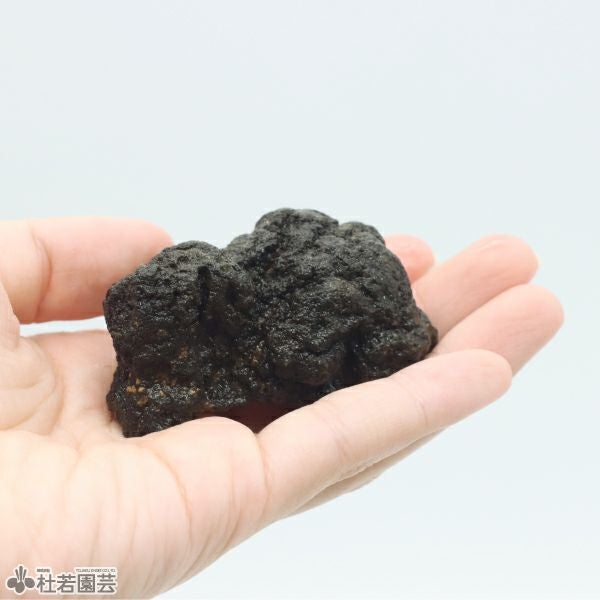 苔テラリウムの飾り石・黒 | 杜若園芸WEBショップ｜水草の生産販売
