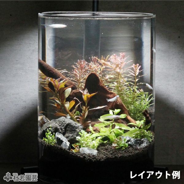 苔テラリウムの飾り石・黒 | 杜若園芸WEBショップ｜水草の生産販売