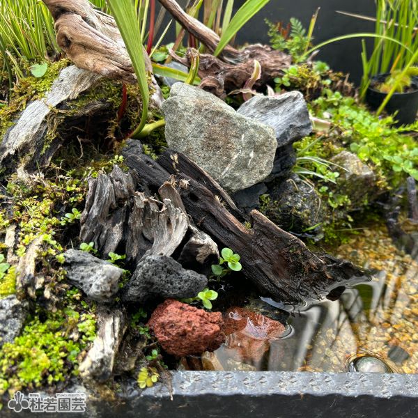 苔テラリウムの飾り石・茶 | 杜若園芸WEBショップ｜水草の生産販売