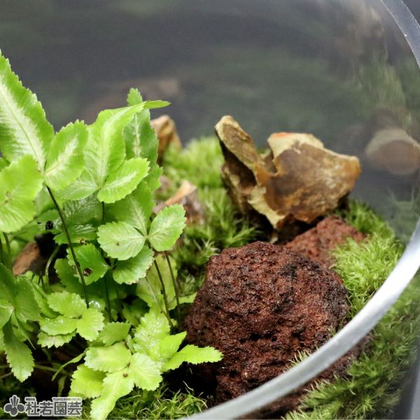 苔テラリウムづくりの流木と溶岩石【小セット】 | 杜若園芸WEBショップ