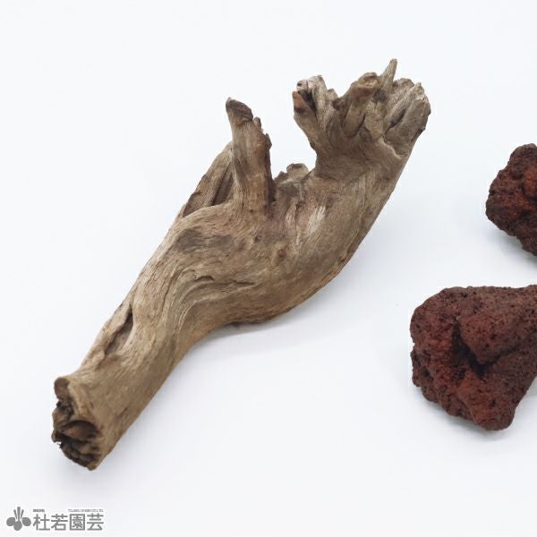 流木と溶岩石 苔テラリウムづくりの流木と溶岩石【大セット】 | 杜若園芸WEBショップ