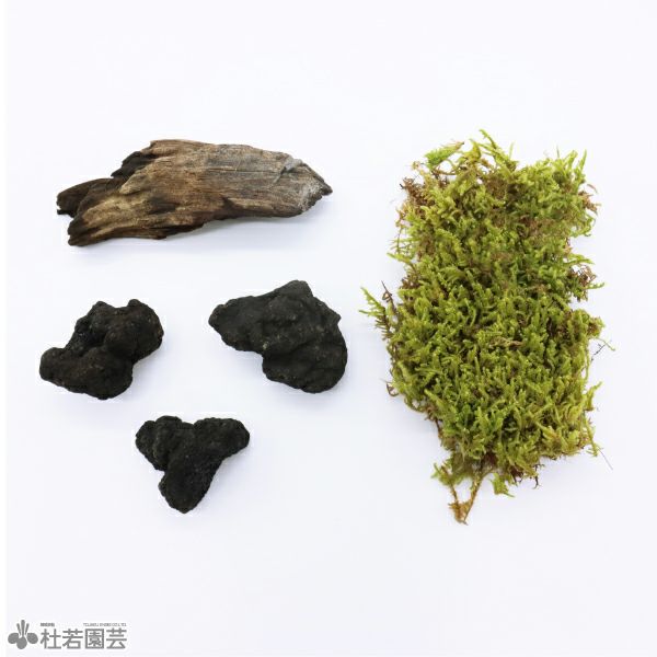 苔テラリウムの苔・流木・飾り石のセット | 杜若園芸WEBショップ｜水草