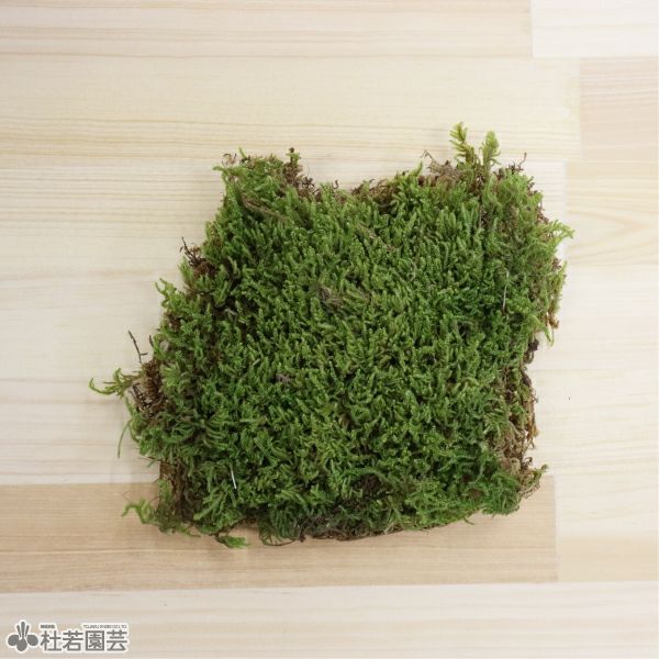 苔テラリウムづくりのハイゴケ(乾燥タイプ) | 杜若園芸WEBショップ