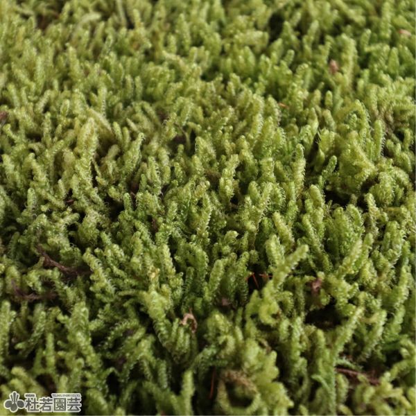 苔テラリウムづくりのハイゴケ(乾燥タイプ) | 杜若園芸WEBショップ