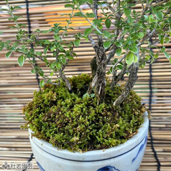 苔テラリウムづくりのハイゴケ(乾燥タイプ) | 杜若園芸WEBショップ