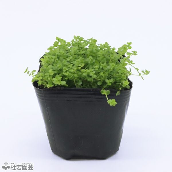 水生植物】 ニューラージパールグラス | 杜若園芸WEBショップ｜水草の