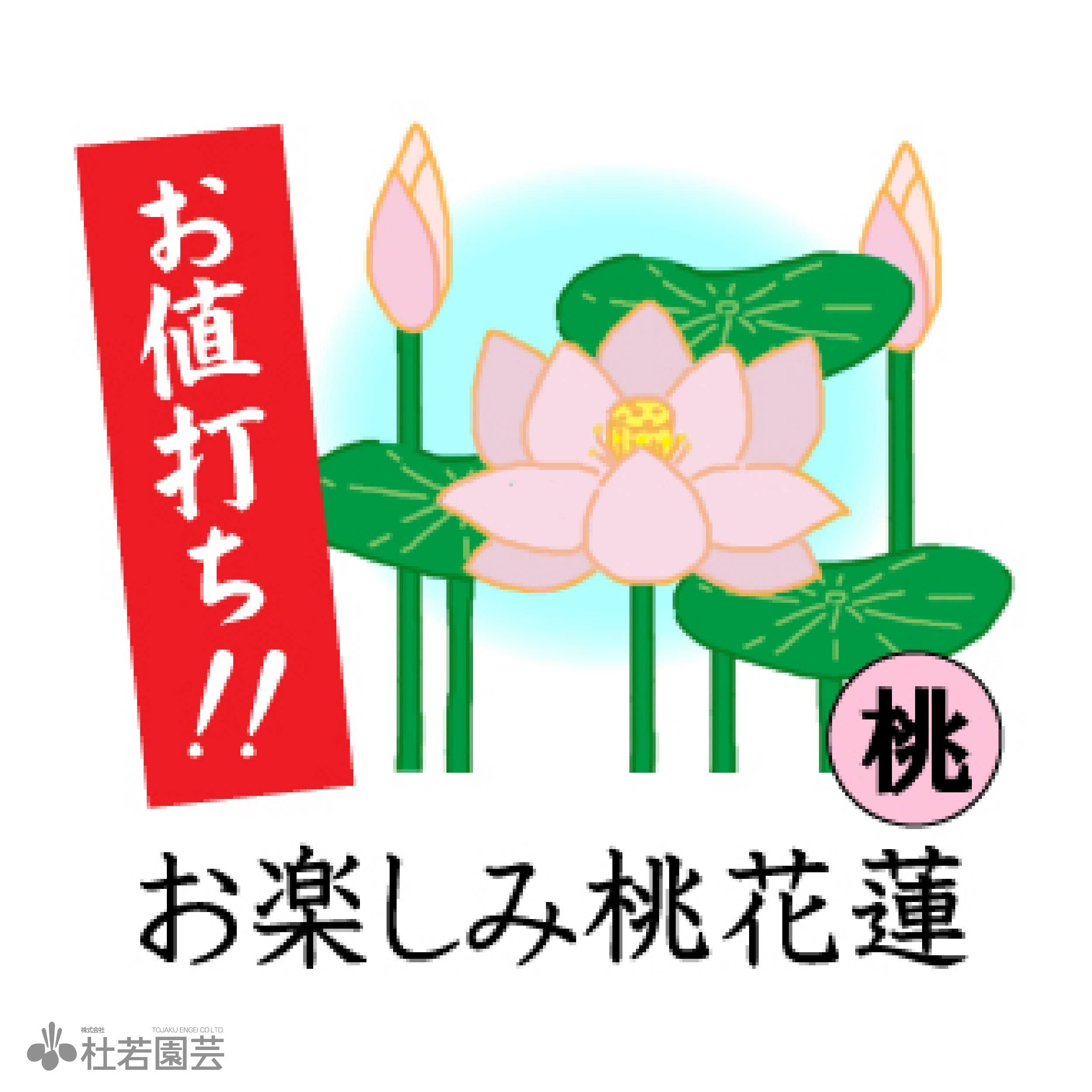 蓮、ハス】 お楽しみ白花蓮(品種不明) ポット苗 | 杜若園芸WEBショップ