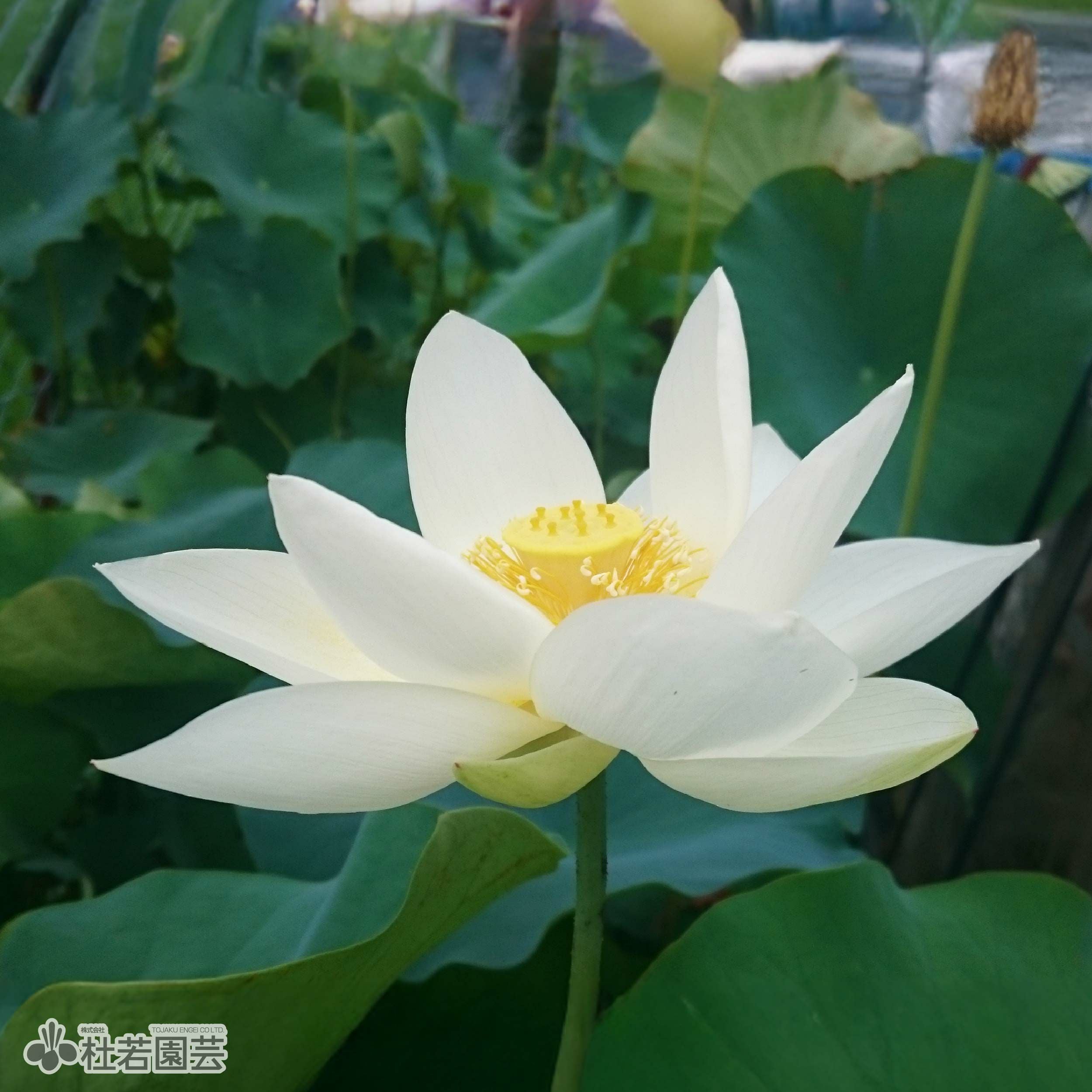 蓮、ハス】白光蓮（びゃっこうれん）【中型種】 | 杜若園芸WEBショップ