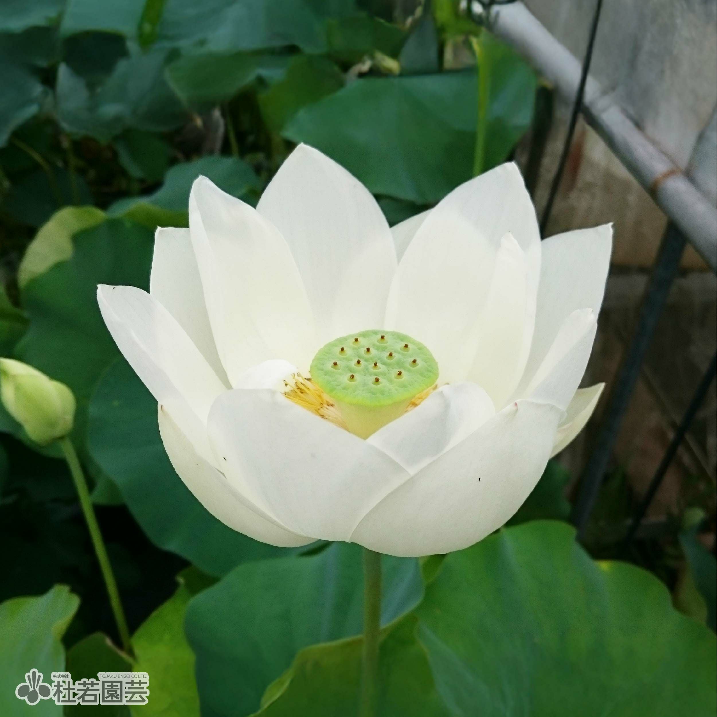 蓮、ハス】白光蓮（びゃっこうれん）【中型種】 | 杜若園芸WEBショップ