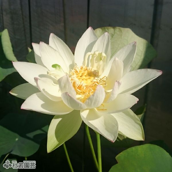 中国　三彩　蓮鷺紋鉢　送料込み0420 蓮、ハス】含笑（がんしょう）【中型種】 | 杜若園芸WEBショップ｜水草