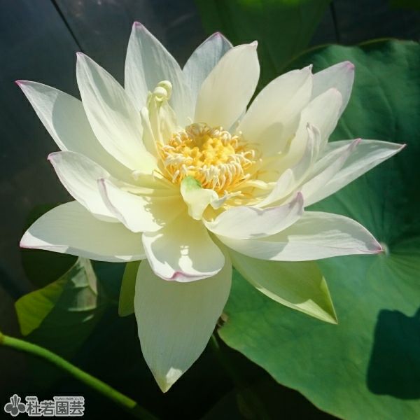 蓮、ハス】含笑（がんしょう）【中型種】 | 杜若園芸WEBショップ｜水草