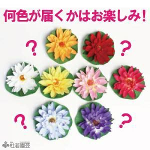 水蓮の花びら　4枚セット Yahoo!オークション - 「mtg 水蓮の花びら」の落札相場・落札価格