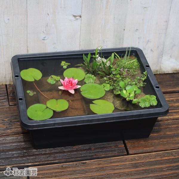 本格ビオトープ作成キット | 杜若園芸WEBショップ｜水草の生産販売