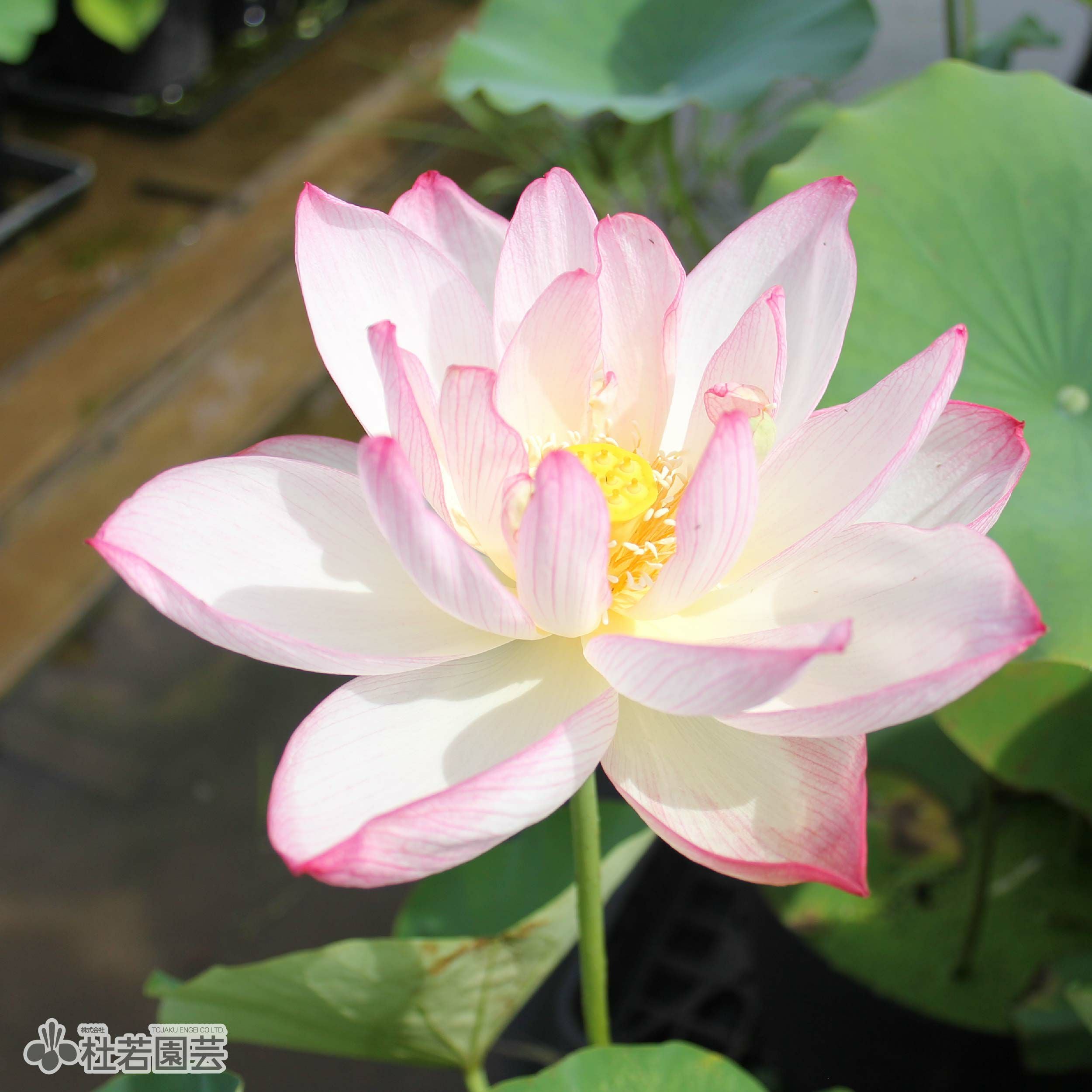 蓮、ハス】招福蓮(しょうふくれん)【中型種】 | 杜若園芸WEBショップ