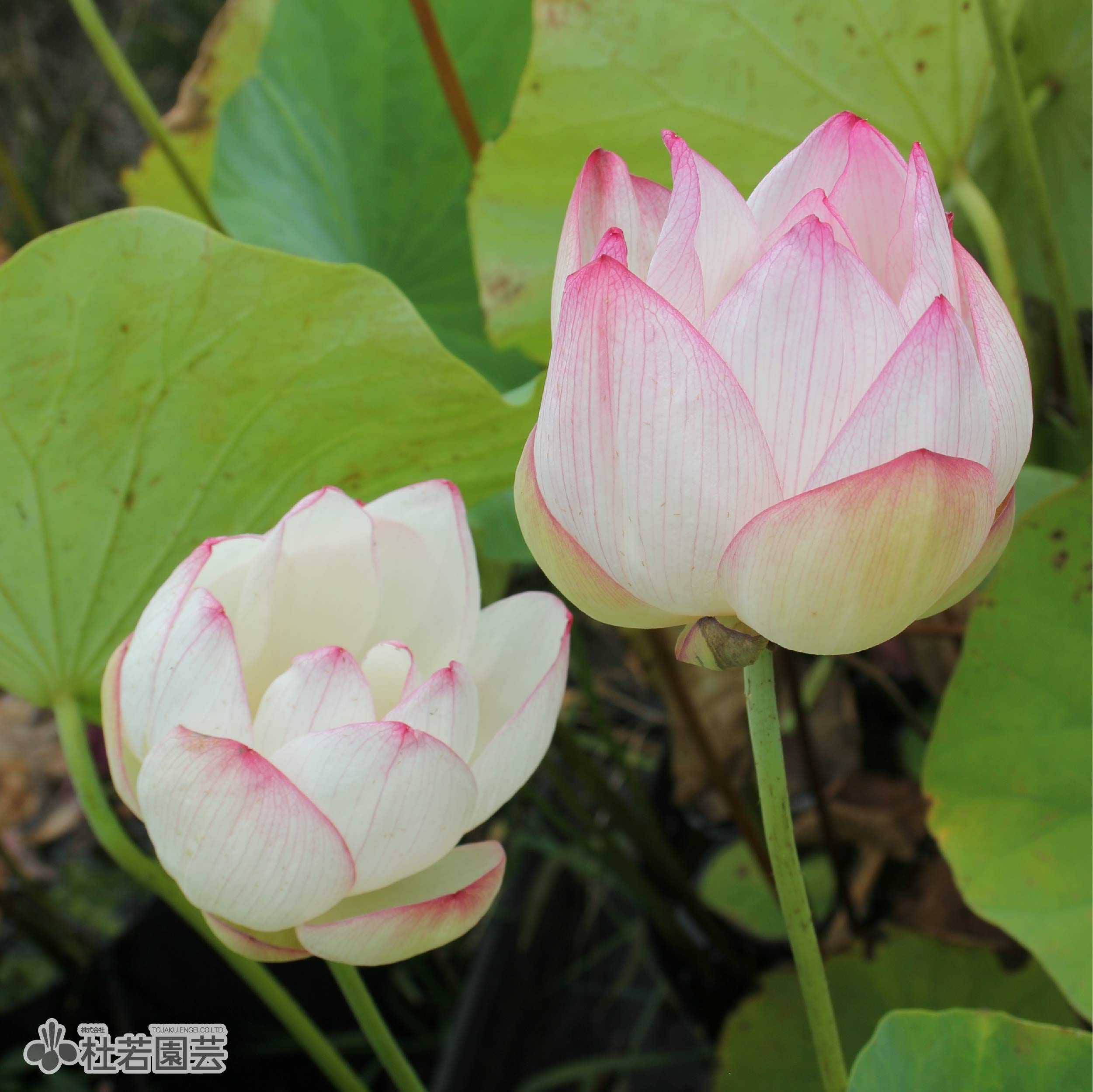 蓮、ハス】招福蓮(しょうふくれん)【中型種】 | 杜若園芸WEBショップ