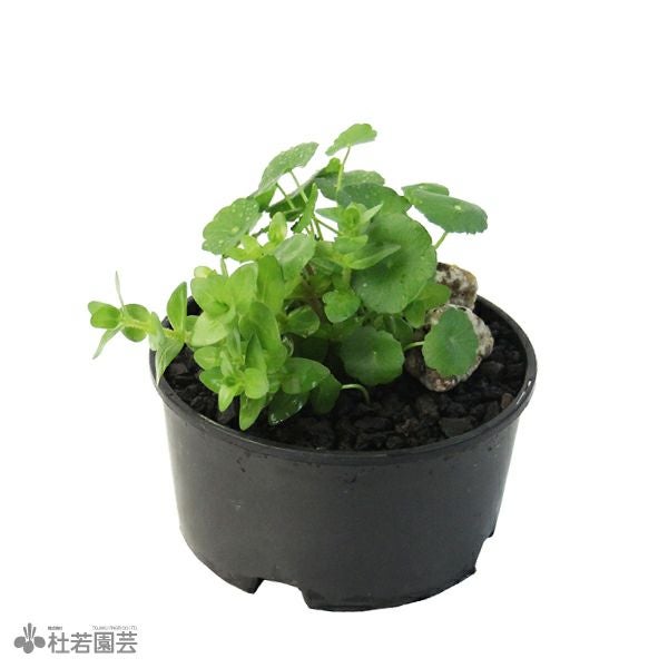 寒さに強い水草特集｜株式会社 杜若園芸