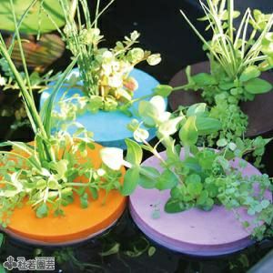 カラフル浮き島くん (品種見計らい) | 杜若園芸WEBショップ｜水草の