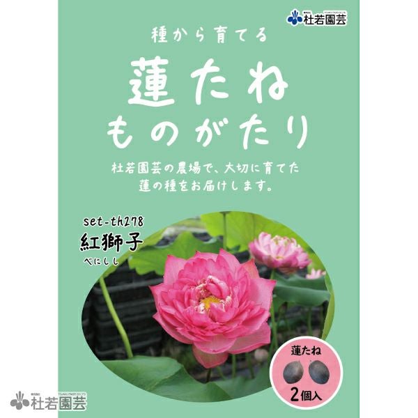 5袋までメール便対応】蓮たねものがたり-紅獅子(べにしし)【中・大型種