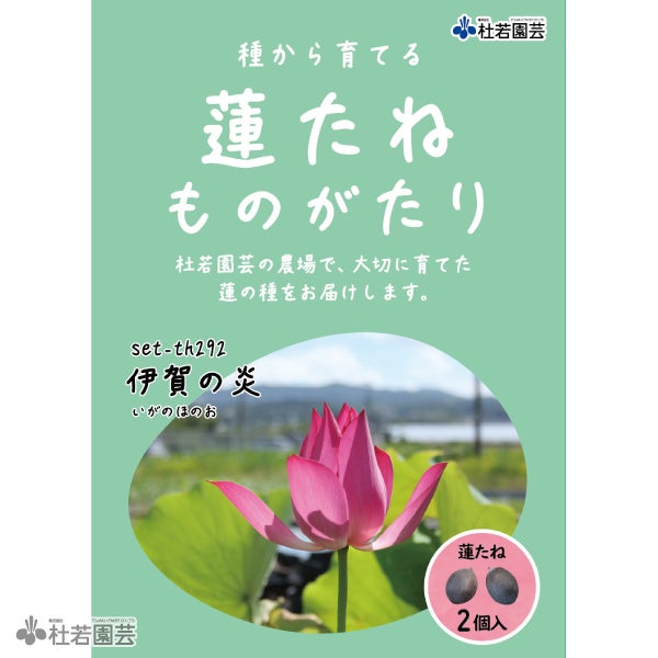 蓮（ハス）の種子の通販（販売） | 杜若園芸WEBショップ｜水草の生産