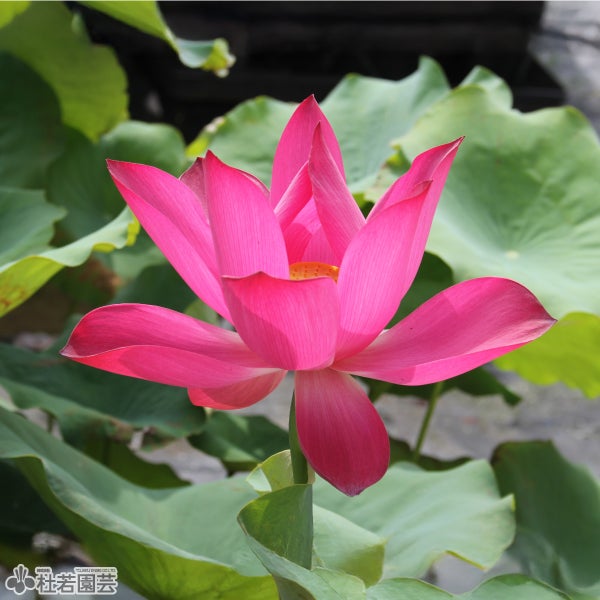 5袋までメール便対応】蓮たねものがたり-伊賀の炎(いがのほのお)【中型