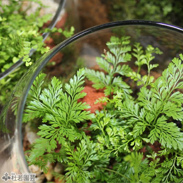 小さなシダの森(大) 【苔、コケ、こけ】 | 杜若園芸WEBショップ｜水草