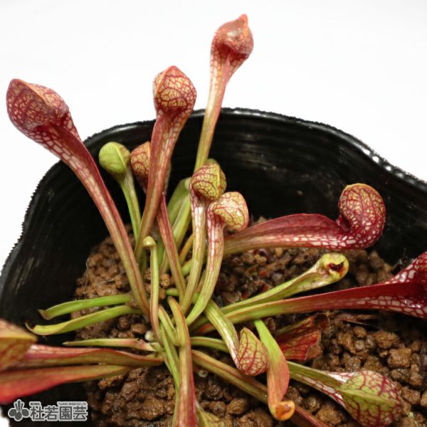 水生植物】 オオオニバスの種 5粒入り | 杜若園芸WEBショップ｜水草の